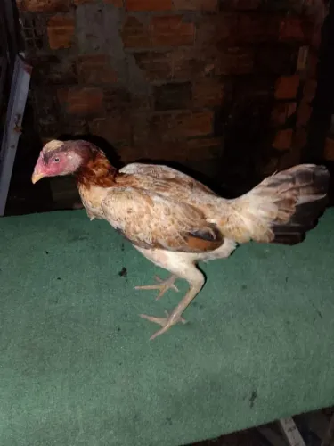 Galinha Carioca