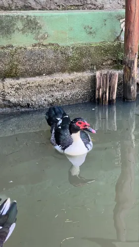 Patos para sítio e casa