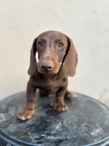 Filhotes de Dachshund, o famoso "salsichinha"