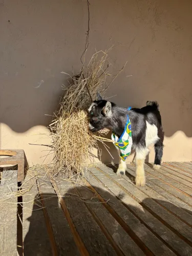 Mini cabra