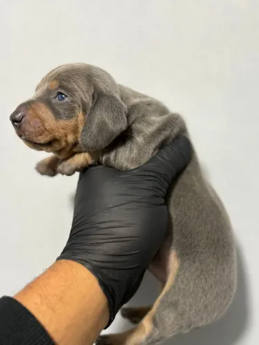 dachshund blue tan para reserva 