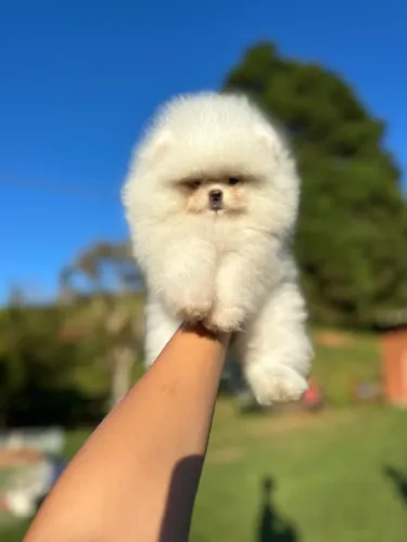 LULU DA POMERANIA PREMIUM!!!