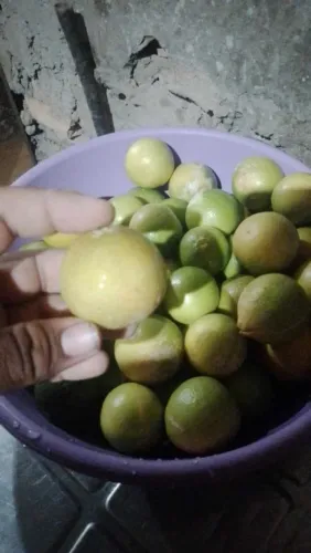 Limão taiti tirado direto do pé 