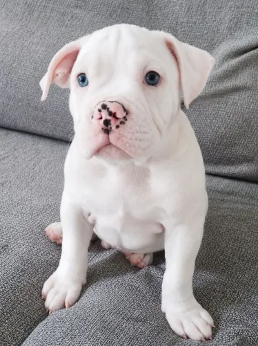 AMERICAN BULLY MACHO POCKET