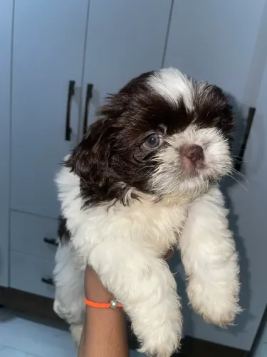 Filhotes de shih tzu