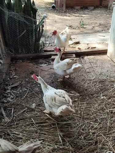 Patos machos adultos