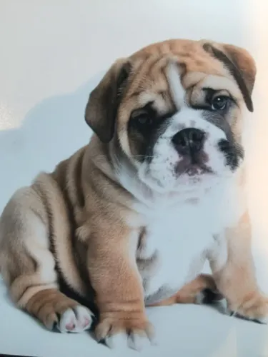 Bulldog Inglês,Bulldog Inglês Filhote Vacinado e Vermifugado