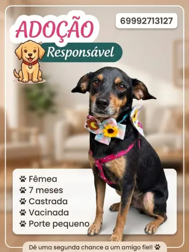 Linda cachorrinha disponível pra doação responsável. 
