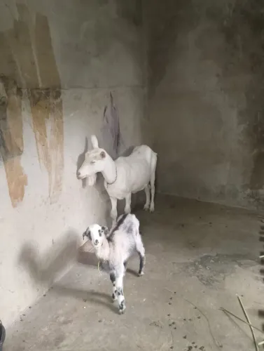 Cabras 