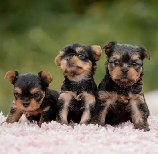 Yorkshire Terrier Presença que suaviza o cotidiano