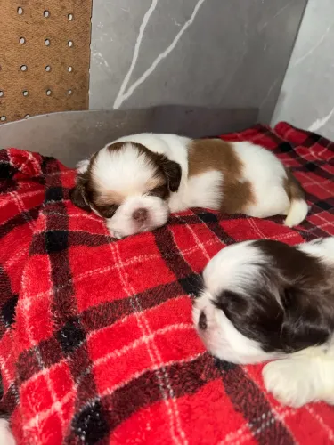 Machinhos de ShihTzu Disponíveis