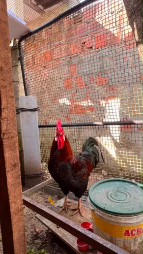 Galinha, galo e pintos da raça gigante negro à venda!!!