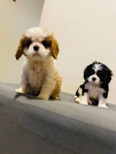 Cavalier fêmea e machinho 