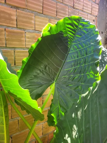 Alocasia orelha de elefante 