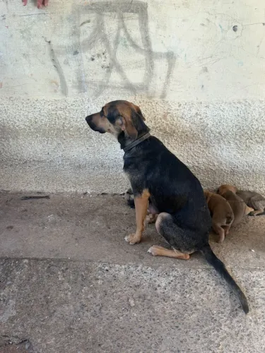 Doa-se Cachorra Fêmea