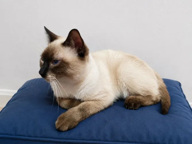 Doa-se gato.
