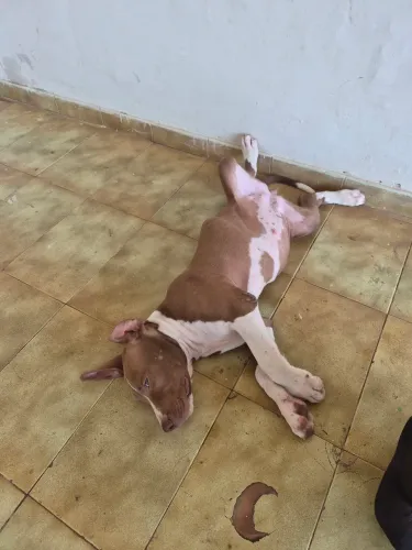 Pitbull