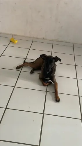 Doação cachorro
