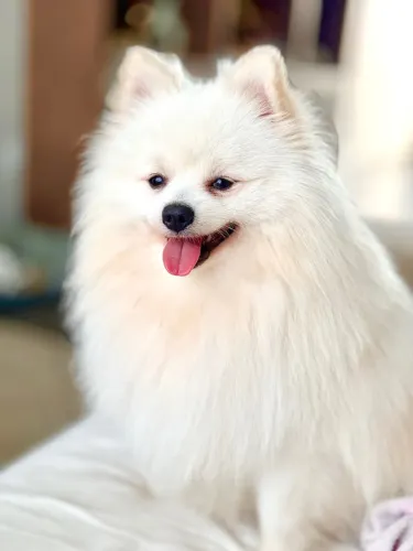Vendo Spitz Alemão anão macho adulto