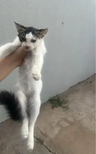 Doação de gatinhos