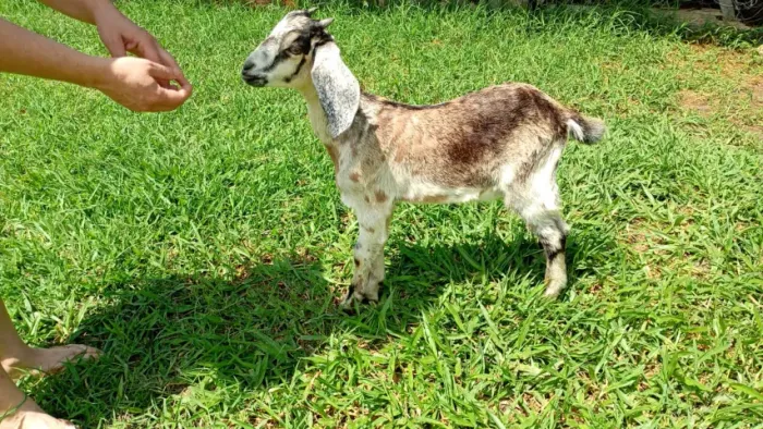 Cabra com filha e Cabrito top anglo nubiano