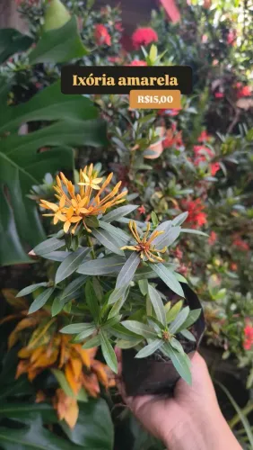 Plantas para sua casa e seu jardim 