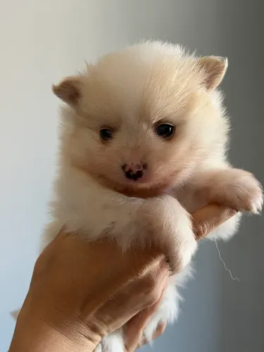 Vende-se filhotes de Lulu da pomerânia 