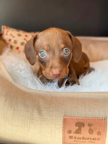 Lindos filhotes de Dachshund