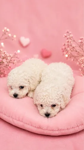 Poodle Fêmea Microtoy filhote 