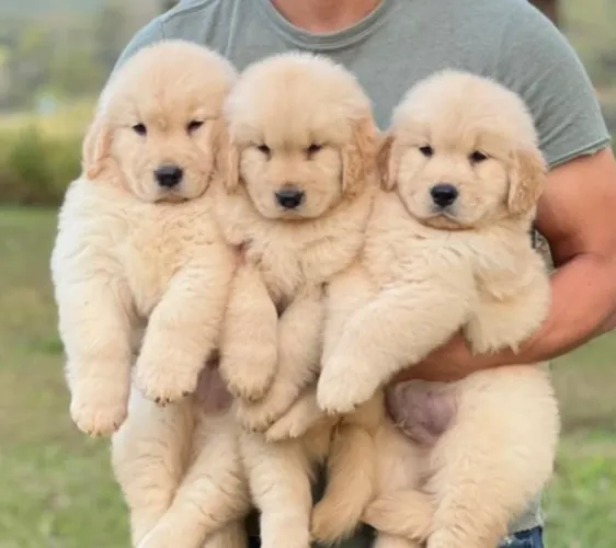 Golden Retriever