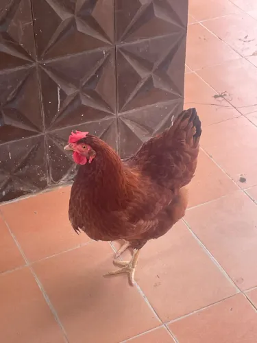 Galinha