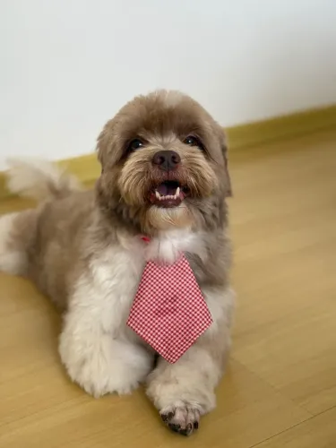 Chico, Lhasa Apso 7 anos