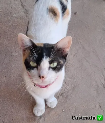 Gata Castrada disponível para adoção