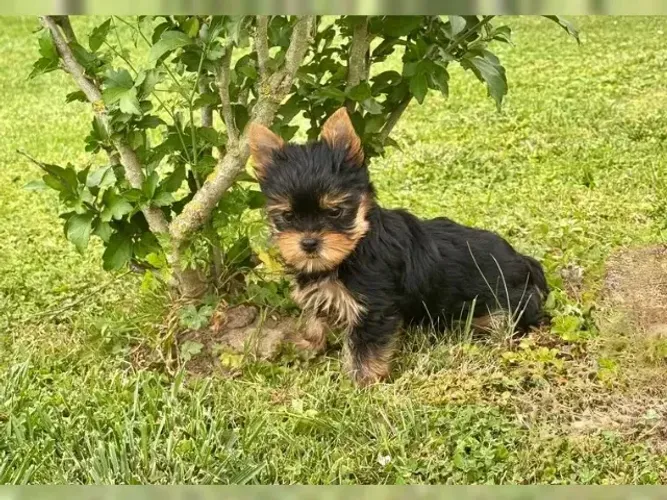 Cachorro filhote pelagem volumosa Yorkshire/York