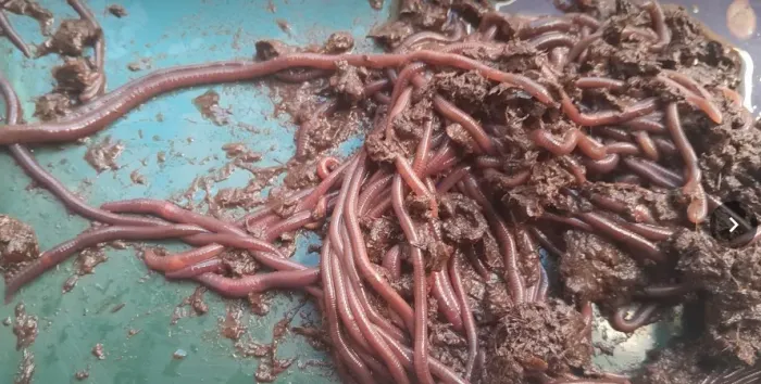 25 Minhocas californinas para criar ou pegar mais 1 kilo de ração