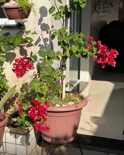 bougainville planta natural com jarro
