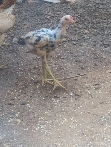 Frango indo 