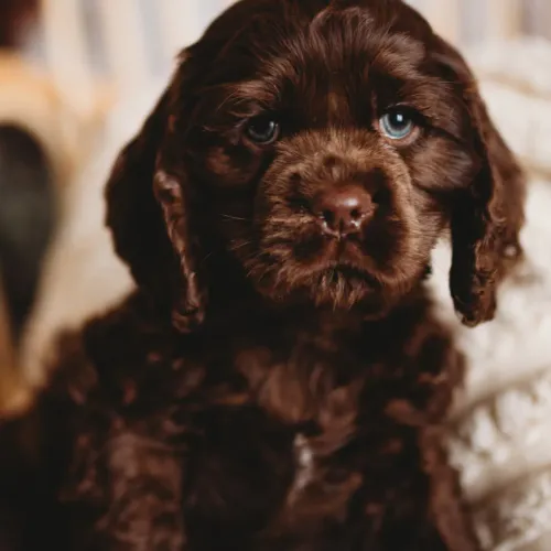 Filhote Cocker spaniel, Fofura e amor em forma de filhotinho!