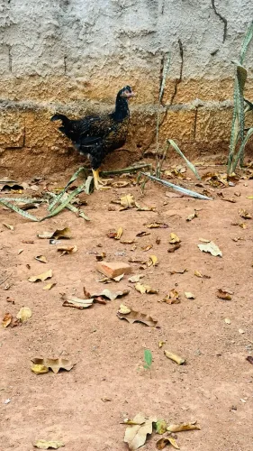 Galinha sertaneja balão ( Gsb)