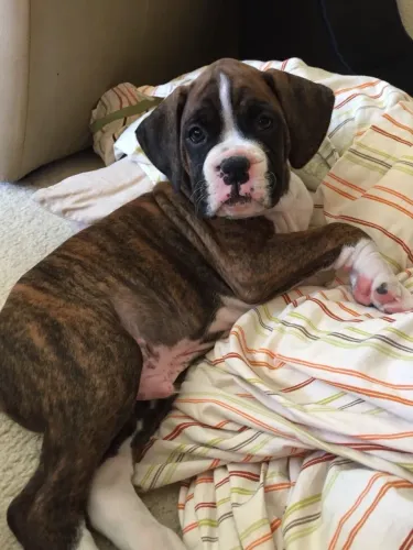 Filhotes De Boxer - Prepare-se Para Uma Explosão De Fofuras E Carinhos