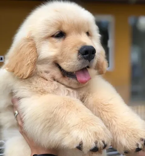 Golden Retriever - Um Parceiro Cheio De Afeto