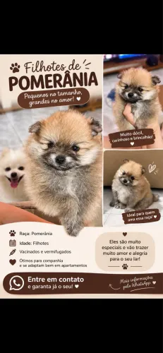 Filhote de Pomerânia à Venda (Fêmea)