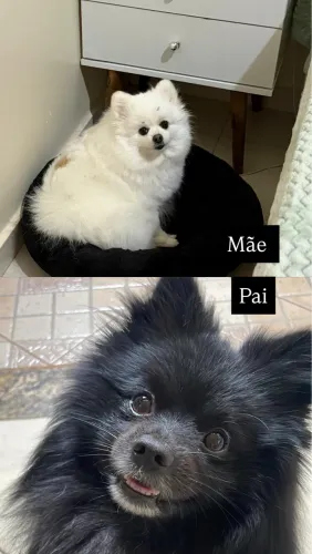Filhote de spitz alemão