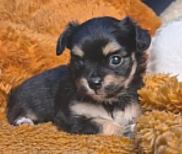 Filhotes de chihuahua 