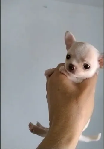 Chihuahua cão de luxo.