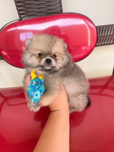 Spitz Alemão Laranja muito fofo!