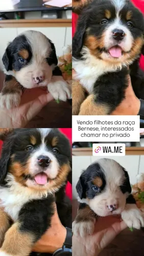 Bernese Mountain