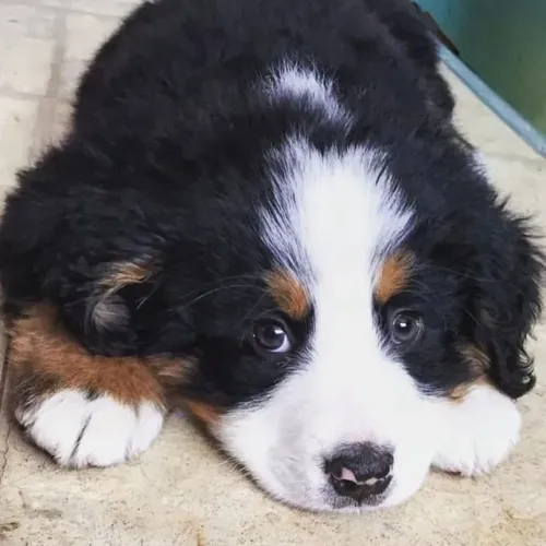 Filhotes de Bernese | Filhotes super amorosos!