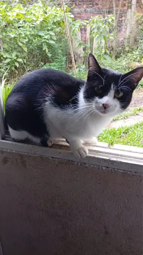 Doação gata