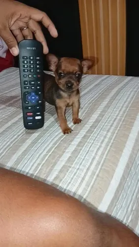 Pinscher zeroooo